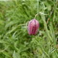 Fritillaria tubaeformis