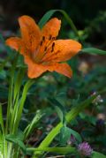 Lilium bulbiferum subsp. croceum