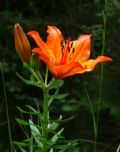 Lilium bulbiferum ssp. bulbiferum