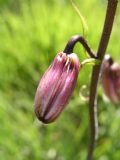 Lilium martagon