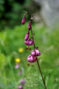 Lilium martagon