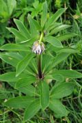 Lilium martagon