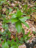 Lilium martagon