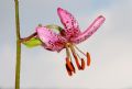 Lilium martagon