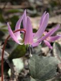 Erythronium dens-canis