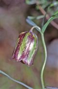 Fritillaria graeca