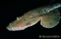 Lophius budegassa