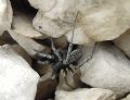 Pardosa saturatior