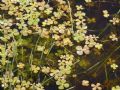 Marsilea quadrifolia