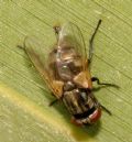 Musca sp.