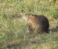 Myocastor coypus