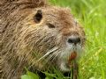 Myocastor coypus