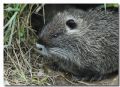 Myocastor coypus