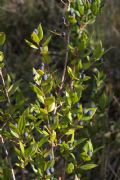 Myrtus communis