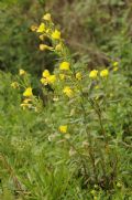 Oenothera biennis