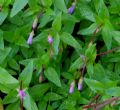 Epilobium alsinifolium