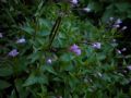 Epilobium alsinifolium