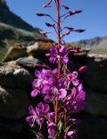 Chamaenerion angustifolium