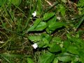 Epilobium montanum