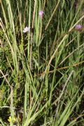 Epilobium palustre