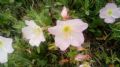 Oenothera speciosa