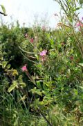 Epilobium hirsutum