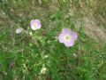 Oenothera speciosa