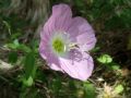 Oenothera speciosa