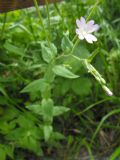 Epilobium montanum