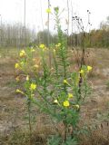 Oenothera biennis