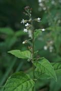 Circaea lutetiana