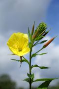 Oenothera glazioviana