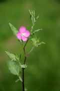 Oenothera rosea