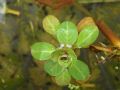 Ludwigia hexapetala