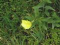 Oenothera glazioviana