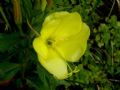 Oenothera glazioviana