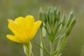 Oenothera stucchii