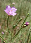 Epilobium tetragonum