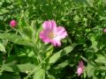 Epilobium hirsutum