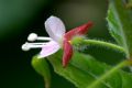 Circaea lutetiana