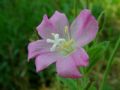 Epilobium hirsutum