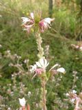 Oenothera lindheimeri