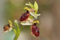 Ophrys exaltata subsp. arachnitiformis