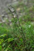 Epipactis microphylla