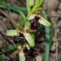 Ophrys massiliensis