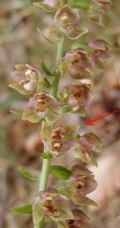 Epipactis helleborine