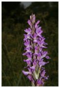 Dactylorhiza elata subsp. sesquipedalis