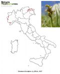 Chamorchis alpina (mappa distribuzione)