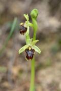 Ophrys massiliensis