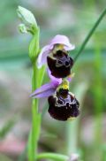 Ophrys gracilis